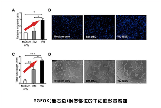 SGFOK（脐带由来干细胞培养上清液）的效果和优势