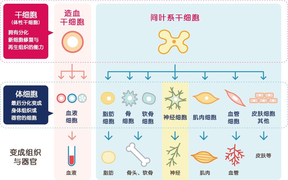 “干细胞”和“体细胞”。“干细胞”是形成各种器官组织、神经等体细胞之前的,还有一定分化能力的未分化细胞。我院i主要为患者提供干细胞再生医疗服务。