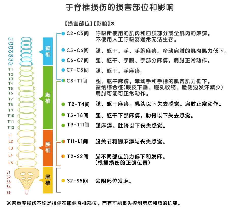 脊髄損傷における損害領域と影響